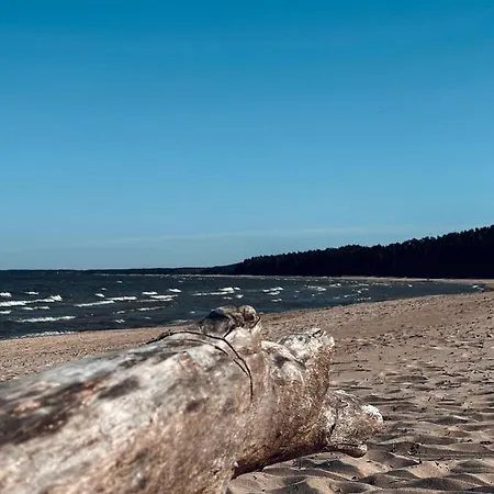 Seaside_albatross Ķesterciems